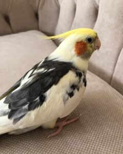 Cockatiels for sale in Indiana
