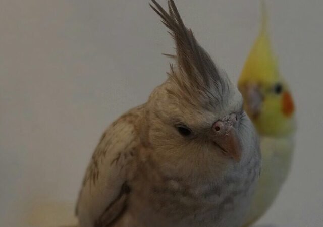 COCKATIELS FOR SALE IN North Little Rock, AR