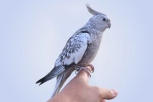 cockatiels for sale in Troy