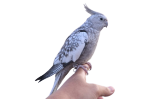 cockatiels for sale in Millbrook