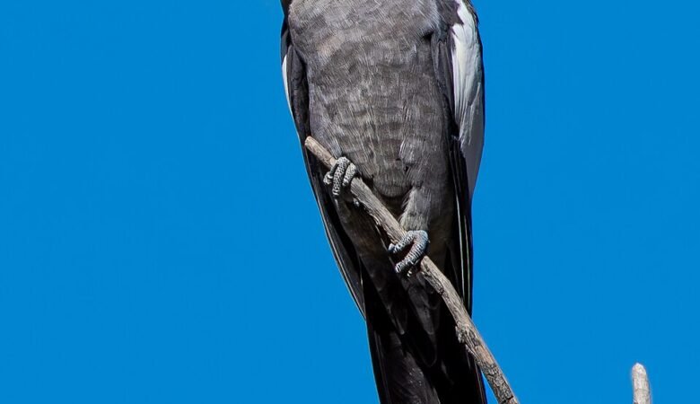 COCKATIELS FOR SALE IN Russellville, AR