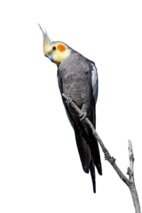 cockatiels for sale in Indio