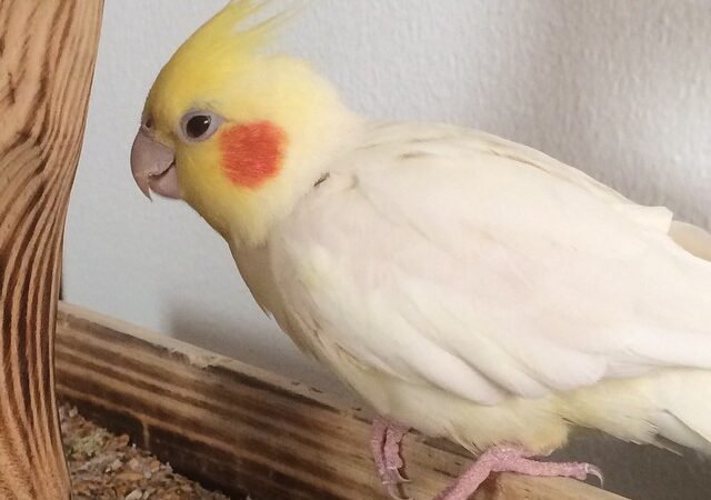 cockatiels for sale in Salcha, AK
