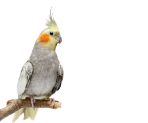 Cockatiel breeders in Puerto Rico