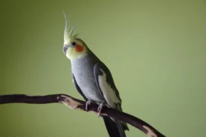 cockatiels for sale in Bullhead City