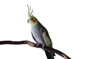 cockatiels for sale in Chandler