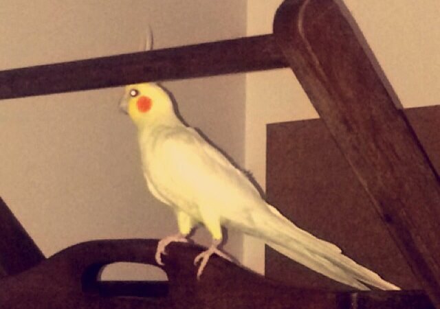 cockatiels for sale in Gilbert, AZ: book yours now