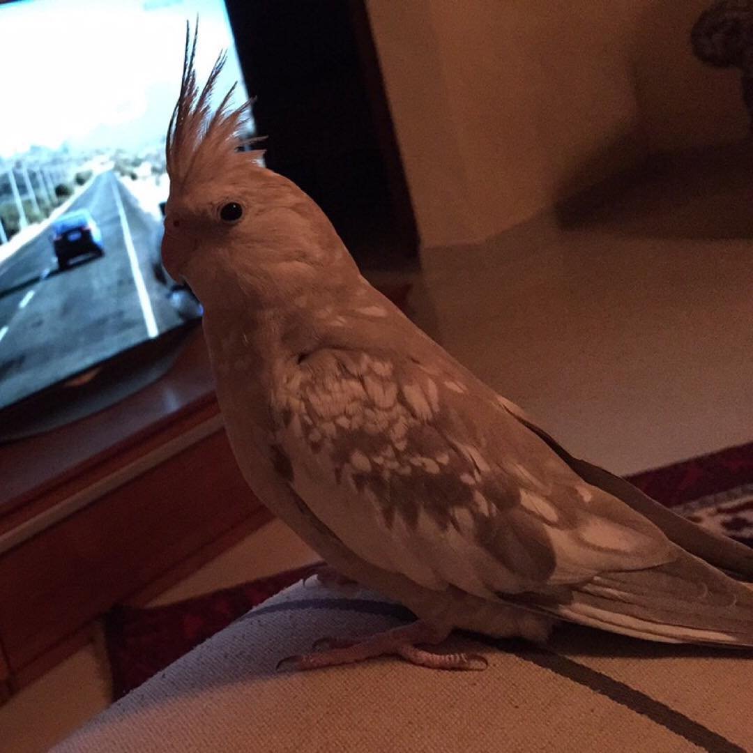 cockatiels for sale in Tucson
