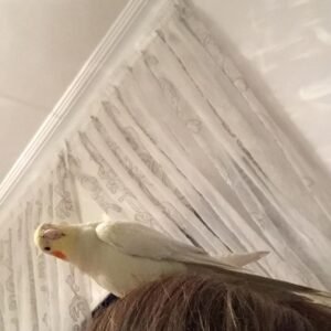 Cockatiels for sale in Florida
