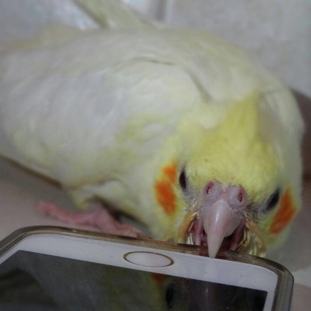 cockatiels for sale in Chandler