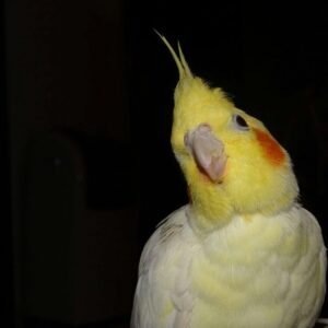 Cockatiels for sale in Connecticut
