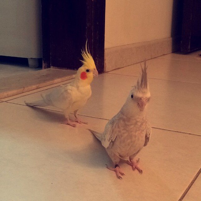 cockatiels for sale in Glendale