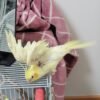 cockatiels for sale under $100