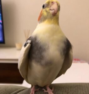 Cockatiel birds in Wisconsin

