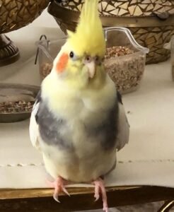 Cockatiels for sale in California
