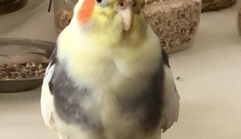cockatiels for sale in Cordova, AK