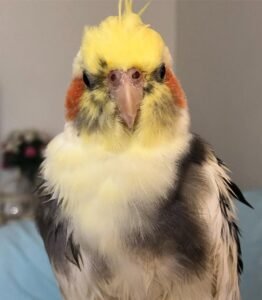 Cockatiels for sale in Massachusetts