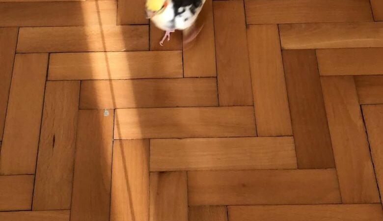 cockatiels for sale in Craig, AK