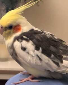 Cockatiels for sale in Mississippi
