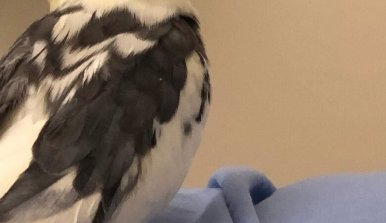 cockatiels for sale in Soldotna Junction, AK