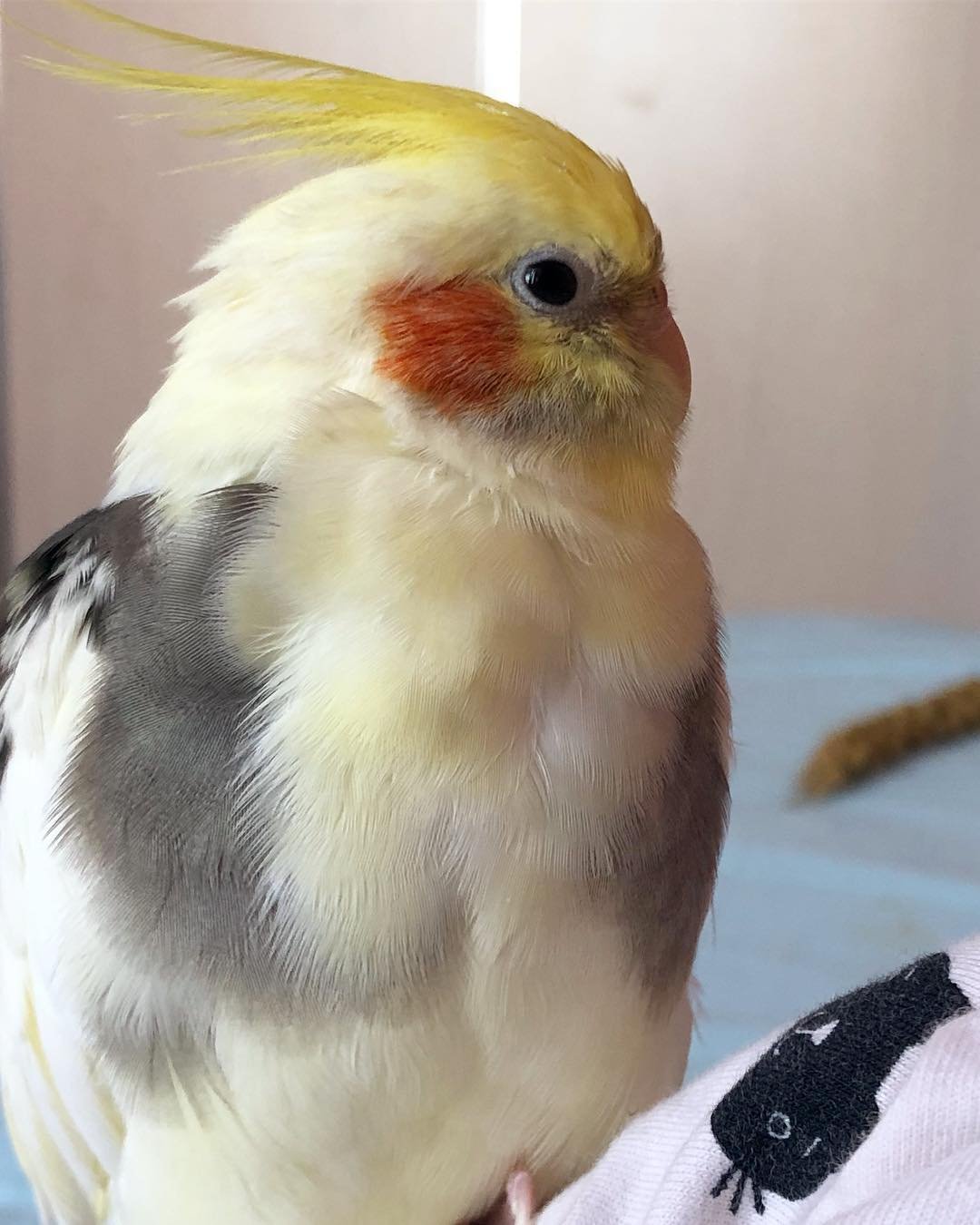 cockatiels for sale in Anchorage