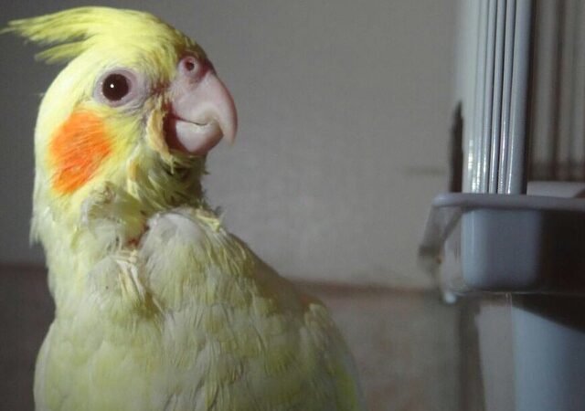 cockatiels for sale in Prince Edward Island Canada