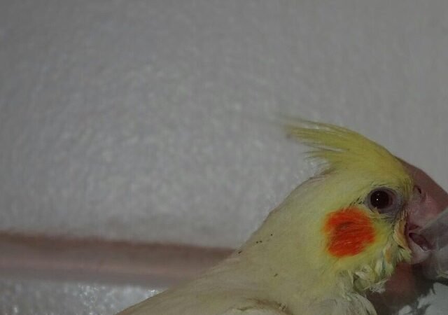 cockatiels for sale in Nunavut Canada