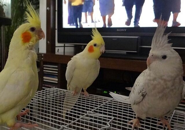 cockatiels for sale in Yukon Canada