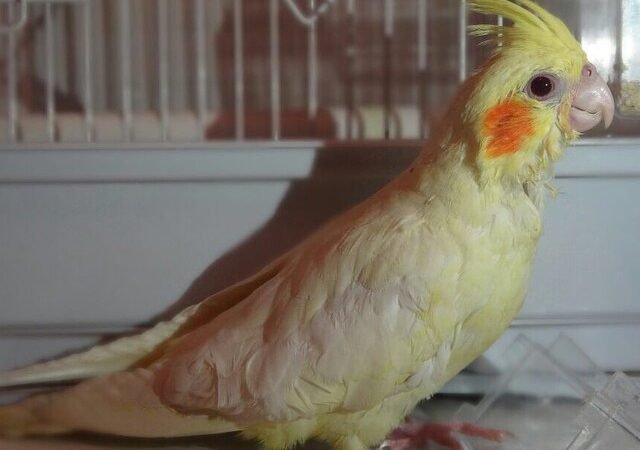cockatiels for sale in Saskatchewan Canada