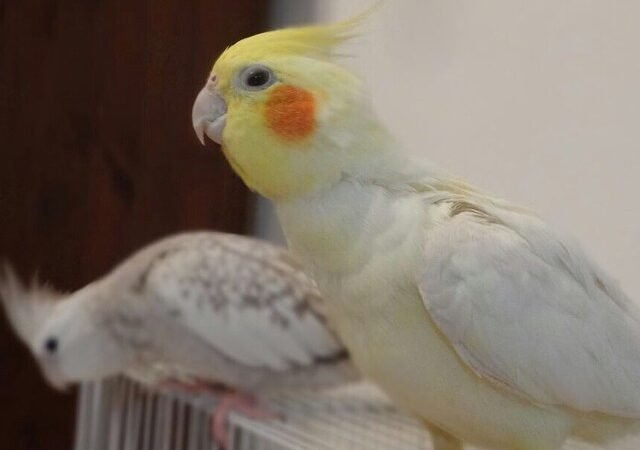 cockatiels for sale in Alberta Canada