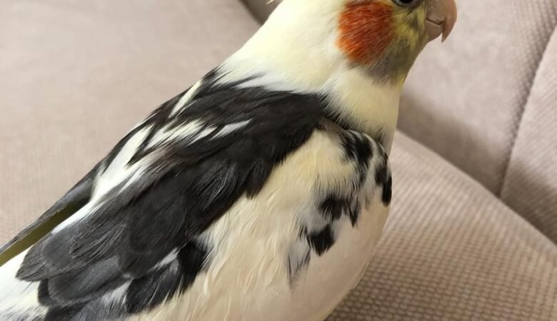 Cockatiels for sale in Maine