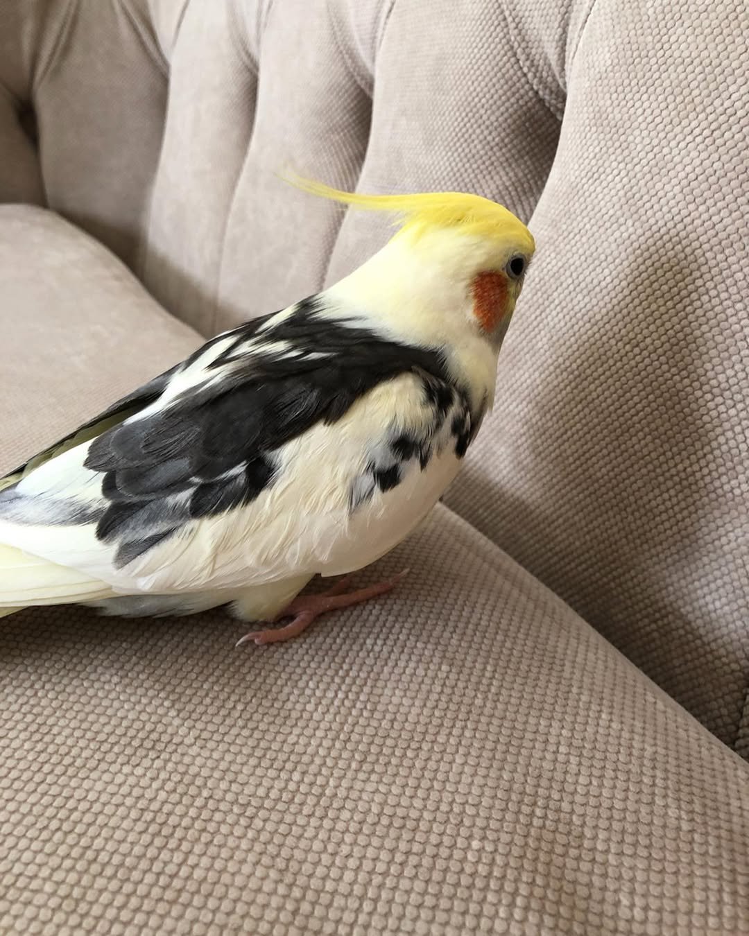 Cockatiels for sale in Louisiana