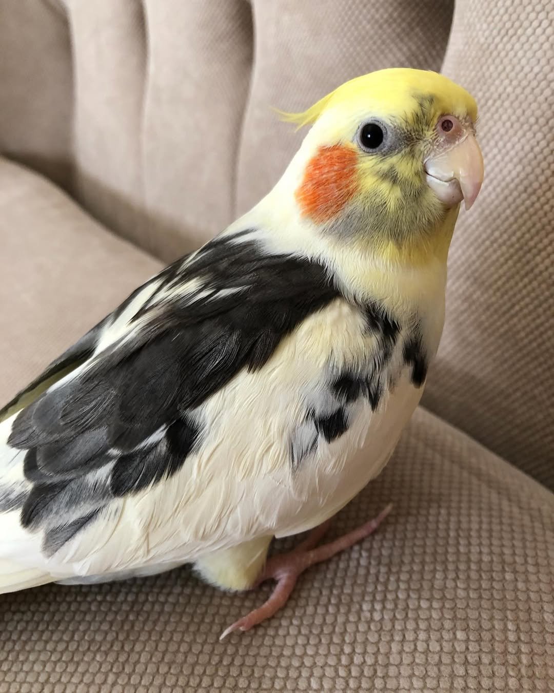 Cockatiels for sale in Idaho