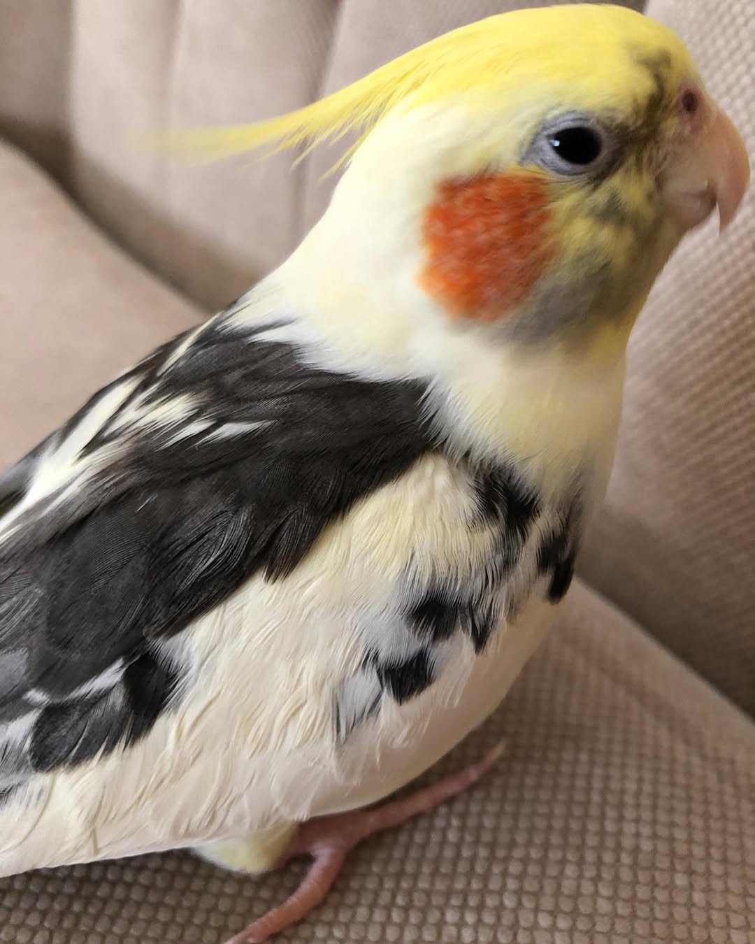 Cockatiels for sale in Iowa