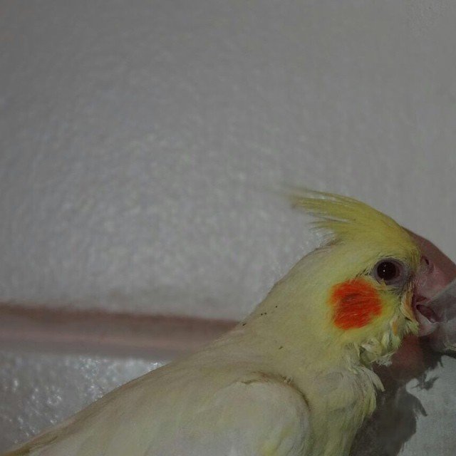 Cockatiels for sale in California