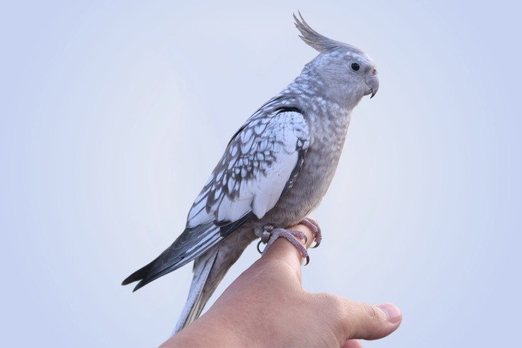 Cockatiel birds in Indiana