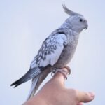 How long does it take for a young Cockatiel to bond with its new owner?