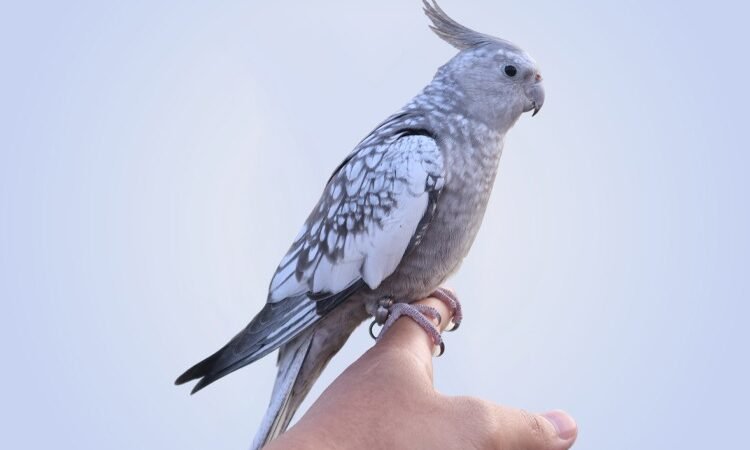 cockatiels for sale in Ontario, CA