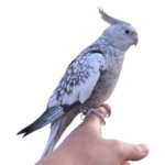 Q: How can I tell if the bird I am buying from cockatiel breeders in Georgia is truly weaned and ready for a new home?