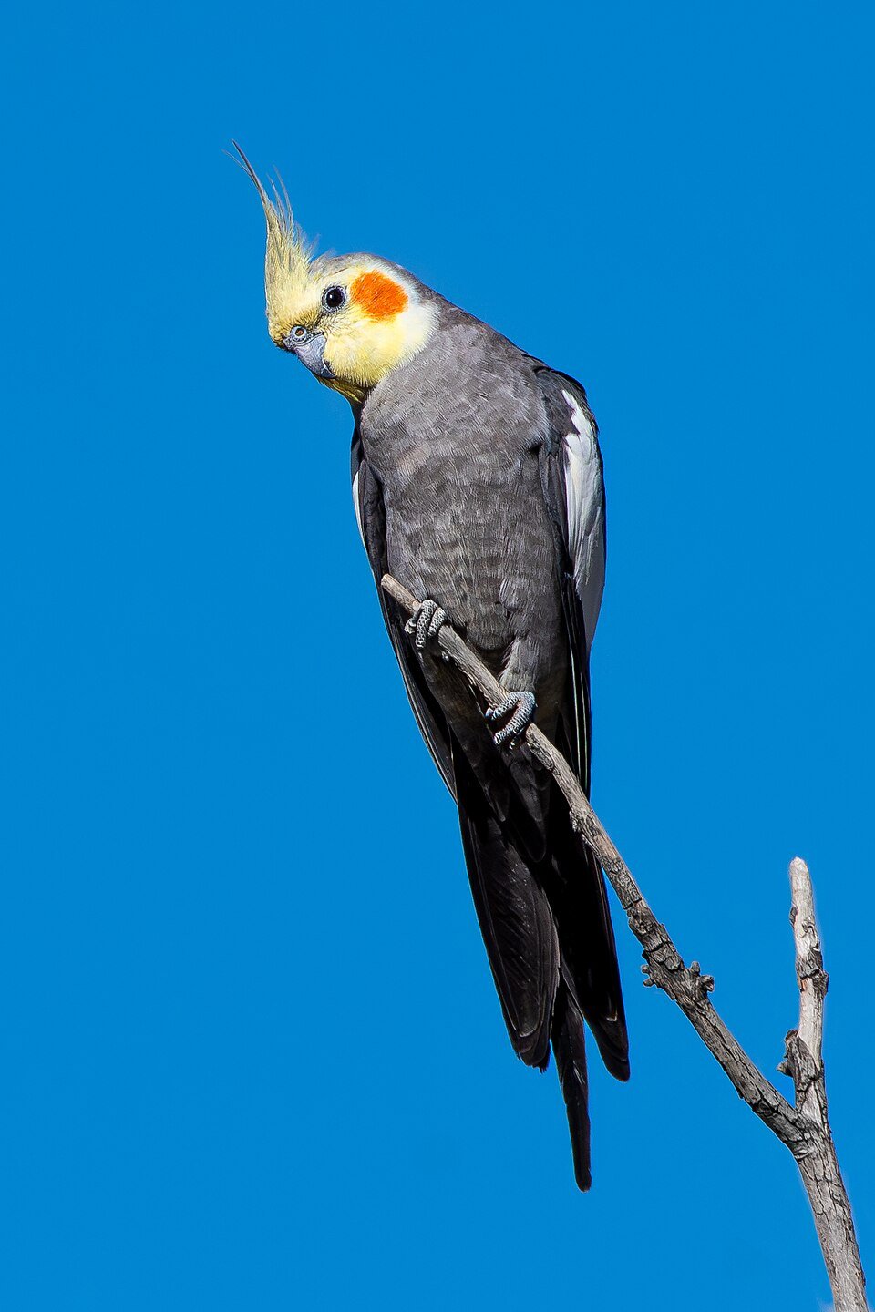 Cockatiel birds in Ireland