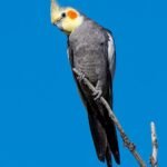 Q: How can I tell if the bird I am buying from cockatiel breeders in Germany is truly weaned and ready for a new home?
