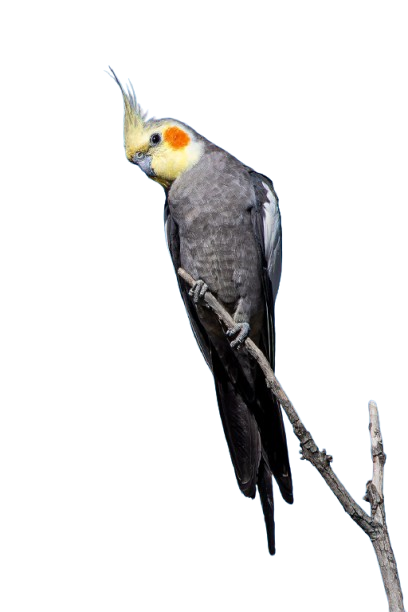 Cockatiel birds for sale in Sweden