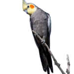 What should I ask Cockatiel breeders in Australia before I commit to buying a bird?