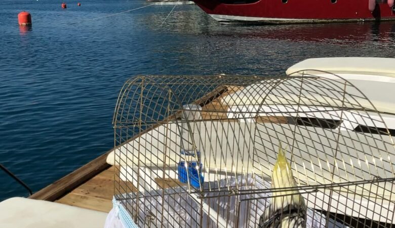 Cockatiels for sale in Massachusetts