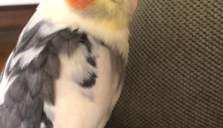 Cockatiels for sale in Michigan