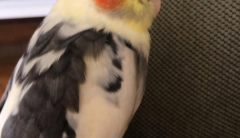 Cockatiels for sale in Minnesota
