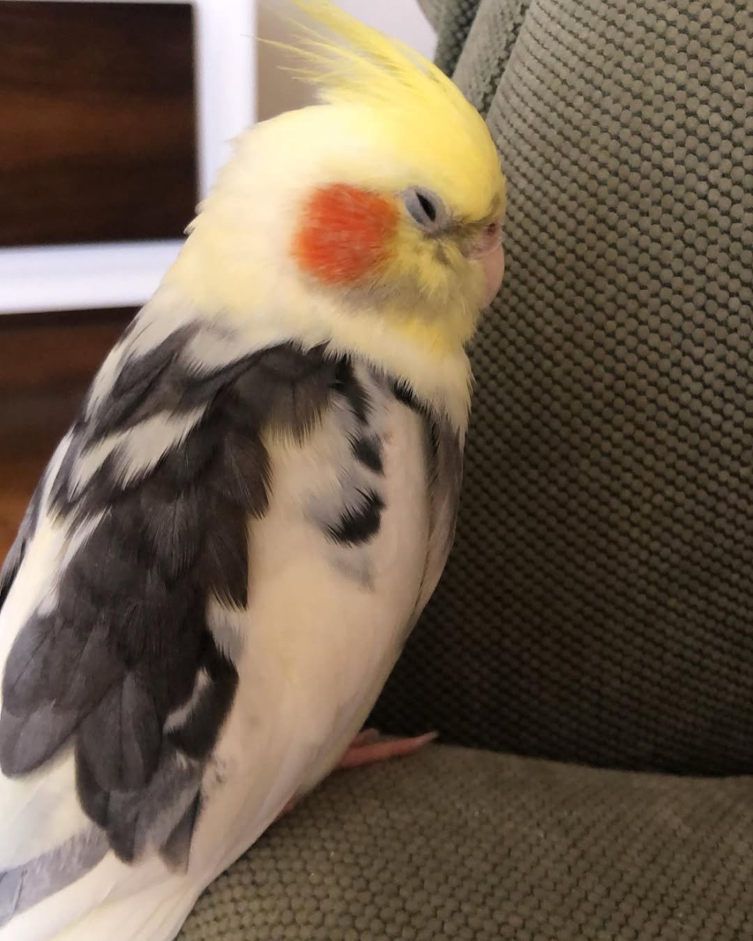 Cockatiels for sale in Minnesota