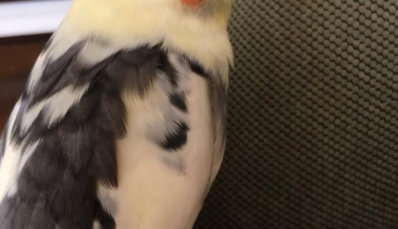 Cockatiels for sale in Mississippi