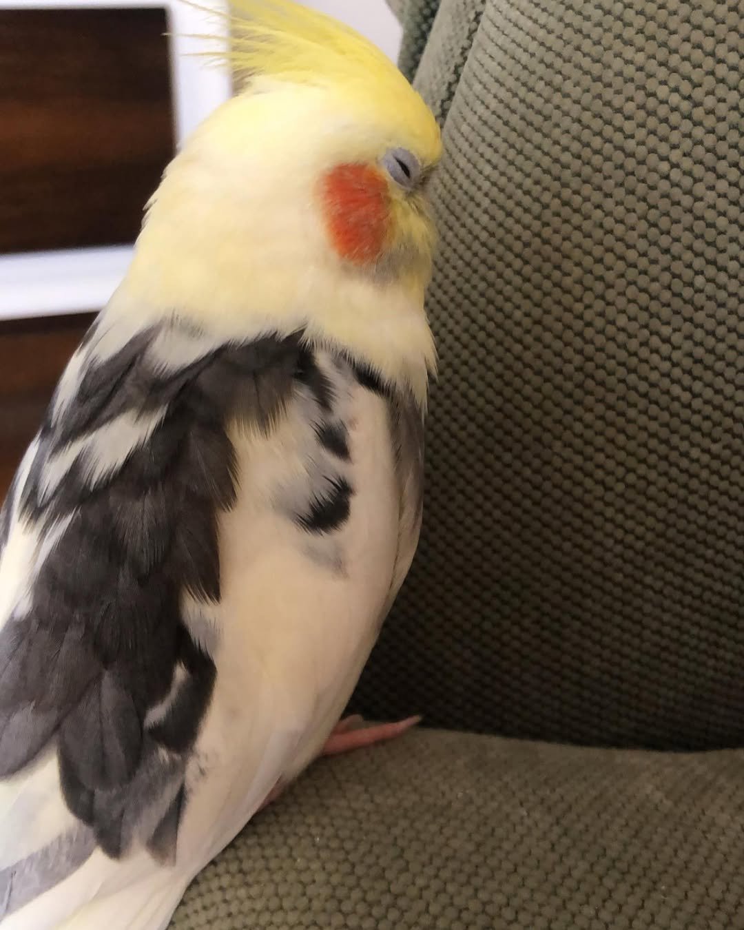Cockatiels for sale in Mississippi