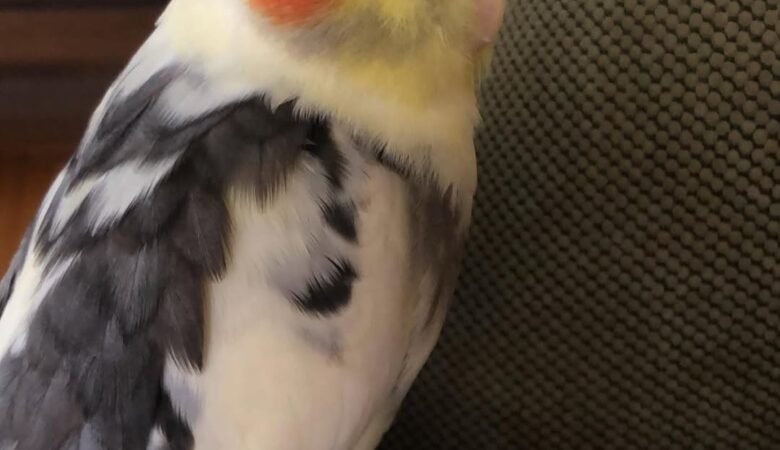Cockatiels for sale in Montana